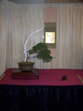 Professional bonsai exhibit MABS 2011 PIE
